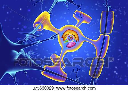 Stock Photo - Nervous system cells, illustration. Fotosearch