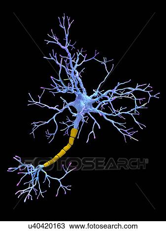 Stock Image - Neuron, artwork. Fotosearch