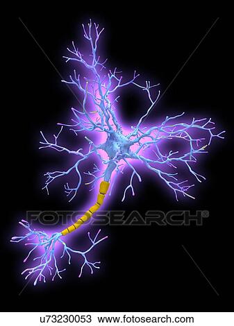 Neuron, artwork View Large Photo Image Stock Image - Neuron, artwork. Fotosearch