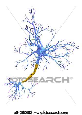 Neuron, artwork View Large Photo Image Stock Image - Neuron, artwork. Fotosearch