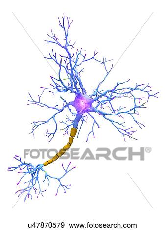 Neuron, artwork View Large Photo Image Stock Photo - Neuron, artwork. Fotosearch