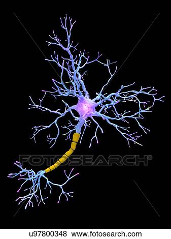 Stock Photo - Neuron, artwork. Fotosearch