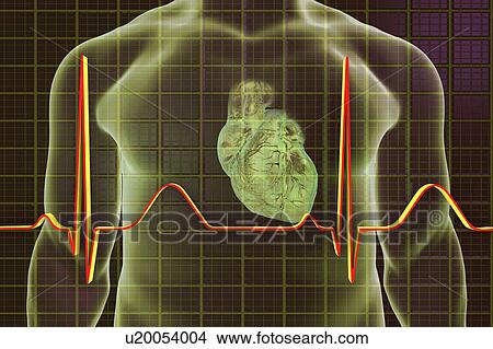 Picture - Normal Heartbeat, Illustration. Fotosearch