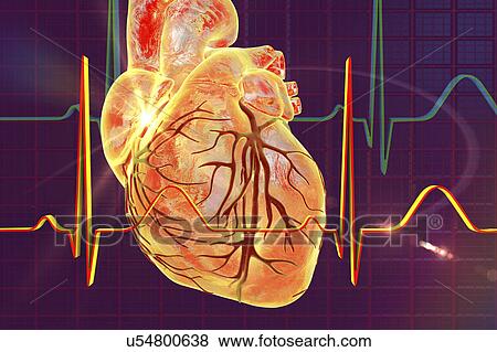 Stock Photo - Normal Heartbeat, Illustration. Fotosearch