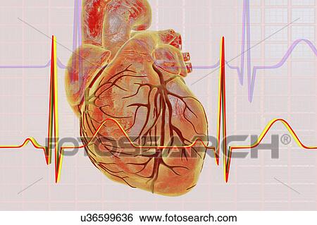 Stock Photograph - Normal Heartbeat, Illustration. Fotosearch
