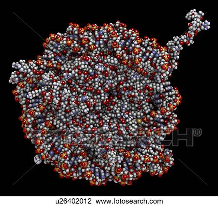 Nucleosome molecule View Large Photo Image Stock Image - Nucleosome molecule. Fotosearch