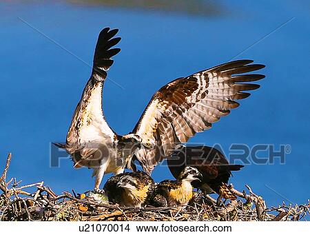 Osprey View Large Photo Image Picture - Osprey. Fotosearch