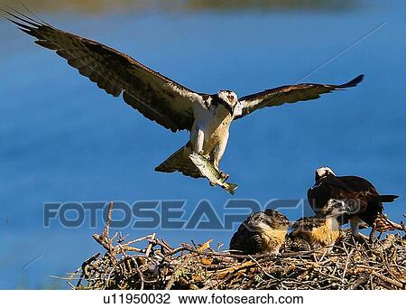 Stock Image - Osprey. Fotosearch