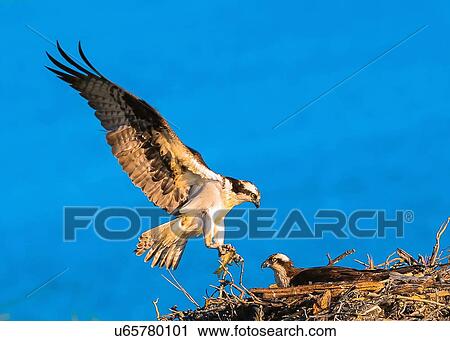 Stock Image - Osprey. Fotosearch