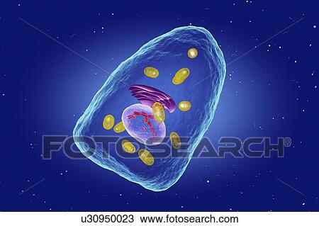 Osteoblast cell, illustration View Large Photo Image Stock Image - Osteoblast cell, illustration. Fotosearch