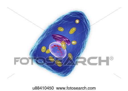 Osteoblast cell, illustration View Large Photo Image Stock Image - Osteoblast cell, illustration. Fotosearch
