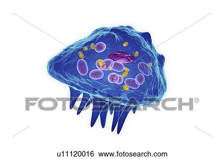 Stock Photograph - Osteoclast cell, illustration. Fotosearch