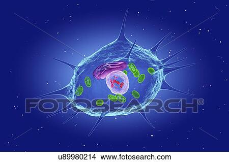 Osteocyte cell, illustration View Large Photo Image Picture - Osteocyte cell, illustration. Fotosearch