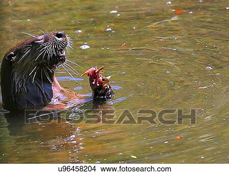 Picture - Otter. Fotosearch