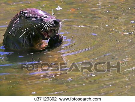 Otter View Large Photo Image Stock Image - Otter. Fotosearch