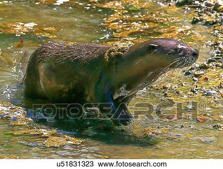Otter View Large Photo Image Stock Image - Otter. Fotosearch
