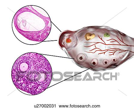 Ovarian follicles, micrograph and illustration View Large Photo Image Stock Image - Ovarian follicles, micrograph and illustration. Fotosearch