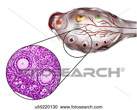 Ovarian follicles, micrograph and illustration View Large Photo Image Stock Image - Ovarian follicles, micrograph and illustration. Fotosearch