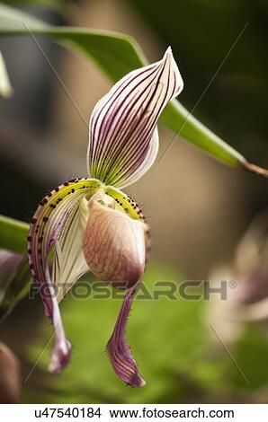 Paphiopedilum orchid hybrid View Large Photo Image Picture - Paphiopedilum orchid hybrid. Fotosearch