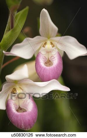 Paphiopedilum orchid hybrid View Large Photo Image Stock Photograph - Paphiopedilum orchid hybrid. Fotosearch