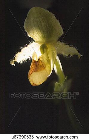 Paphiopedilum orchid hybrid View Large Photo Image Stock Photography - Paphiopedilum orchid hybrid. Fotosearch