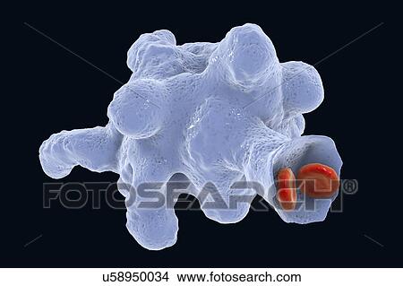 Parasitic amoeba (Entamoeba histolytica), illustration View Large Photo Image Picture - Parasitic amoeba (Entamoeba histolytica), illustration. Fotosearch