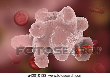 Stock Image - Parasitic amoeba (Entamoeba histolytica), illustration. Fotosearch