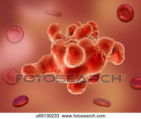Stock Image - Parasitic amoeba (Entamoeba histolytica), illustration. Fotosearch