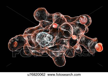 Stock Image - Parasitic amoeba (Entamoeba histolytica), illustration. Fotosearch