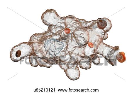 Stock Image - Parasitic amoeba (Entamoeba histolytica), illustration. Fotosearch