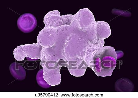 Parasitic amoeba (Entamoeba histolytica), illustration View Large Photo Image Stock Image - Parasitic amoeba (Entamoeba histolytica), illustration. Fotosearch