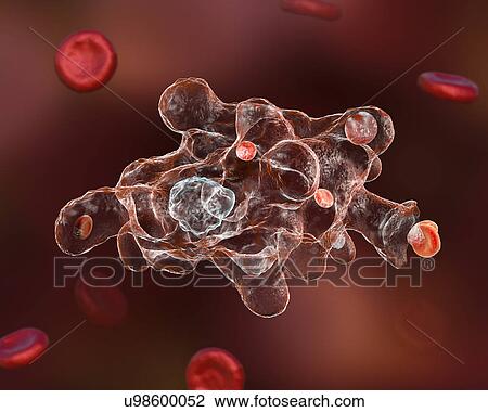 Parasitic amoeba (Entamoeba histolytica), illustration View Large Photo Image Stock Image - Parasitic amoeba (Entamoeba histolytica), illustration. Fotosearch
