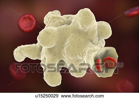 Stock Photo - Parasitic amoeba (Entamoeba histolytica), illustration. Fotosearch
