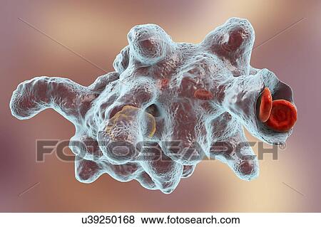Stock Photo - Parasitic amoeba (Entamoeba histolytica), illustration. Fotosearch