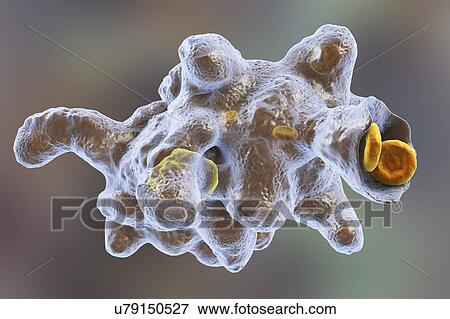 Parasitic amoeba (Entamoeba histolytica), illustration View Large Photo Image Stock Photo - Parasitic amoeba (Entamoeba histolytica), illustration. Fotosearch