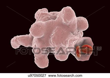 Parasitic amoeba (Entamoeba histolytica), illustration View Large Photo Image Stock Photo - Parasitic amoeba (Entamoeba histolytica), illustration. Fotosearch