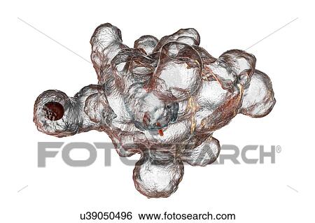 Parasitic amoeba (Entamoeba histolytica), illustration View Large Photo Image Stock Photograph - Parasitic amoeba (Entamoeba histolytica), illustration. Fotosearch