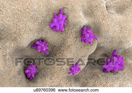 Parasitic amoeba (Entamoeba histolytica), illustration View Large Photo Image Stock Photograph - Parasitic amoeba (Entamoeba histolytica), illustration. Fotosearch