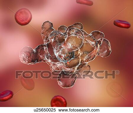 Parasitic amoeba (Entamoeba histolytica), illustration View Large Photo Image Stock Photography - Parasitic amoeba (Entamoeba histolytica), illustration. Fotosearch