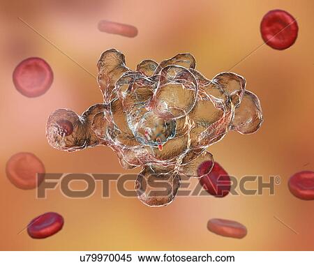 Parasitic amoeba (Entamoeba histolytica), illustration View Large Photo Image Stock Photography - Parasitic amoeba (Entamoeba histolytica), illustration. Fotosearch