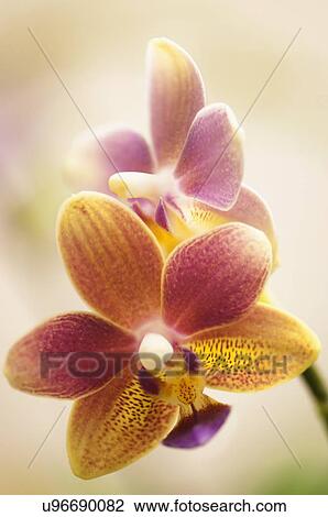 Stock Image - Phalaenopsis tzu chiang balm 'ot0076'. Fotosearch