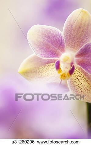 Stock Photograph - Phalaenopsis tzu chiang balm 'ot0076'. Fotosearch