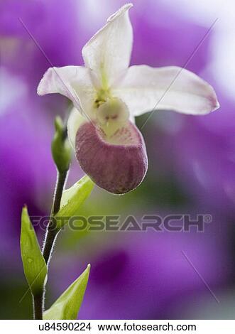 Picture - Phragmipedium orchid hybrid. Fotosearch