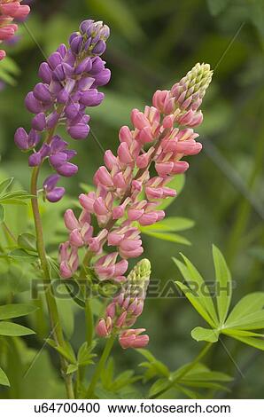 Pink and purple lupin flowers View Large Photo Image Stock Image - Pink and purple lupin flowers. Fotosearch