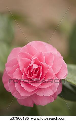 Pink camellia View Large Photo Image Stock Photography - Pink camellia. Fotosearch