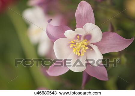 Stock Image - Pink columbine flowers. Fotosearch