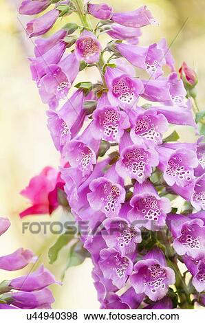 Stock Photo - Pink foxglove. Fotosearch