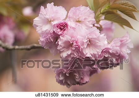 Stock Photo - Pink kanzan cherry tree in flower. Fotosearch