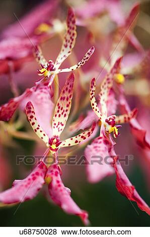 Pink orchid flowers View Large Photo Image Stock Photo - Pink orchid flowers. Fotosearch