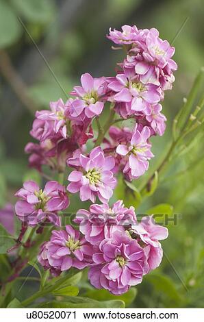 Pink stock flower View Large Photo Image Stock Image - Pink stock flower. Fotosearch